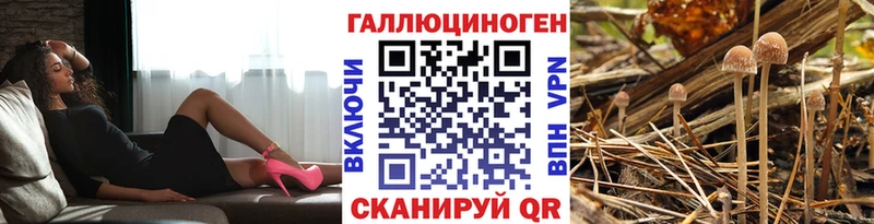 Купить закладки  Белоозёрский  Псилоцибиновые грибы Psilocybe 